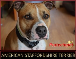 Brown and White American Staffordshire Bull Terrier Sitting down